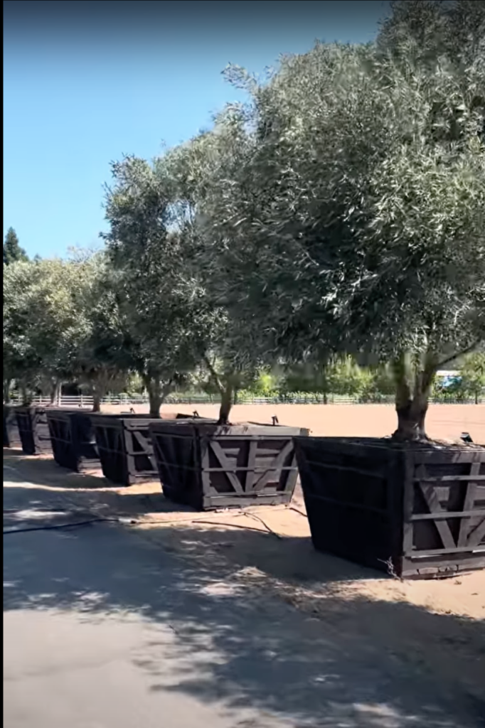Olive trees for sale